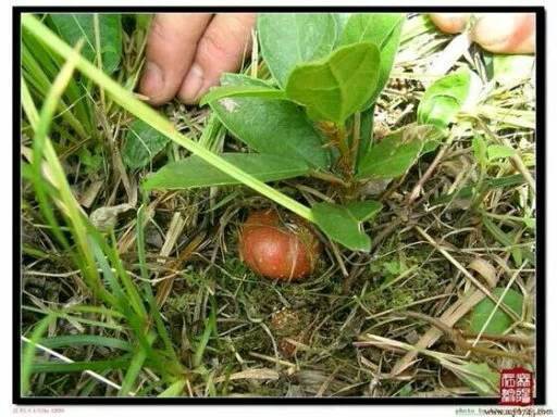 这种野生水果野地瓜有人大规模种植吗?