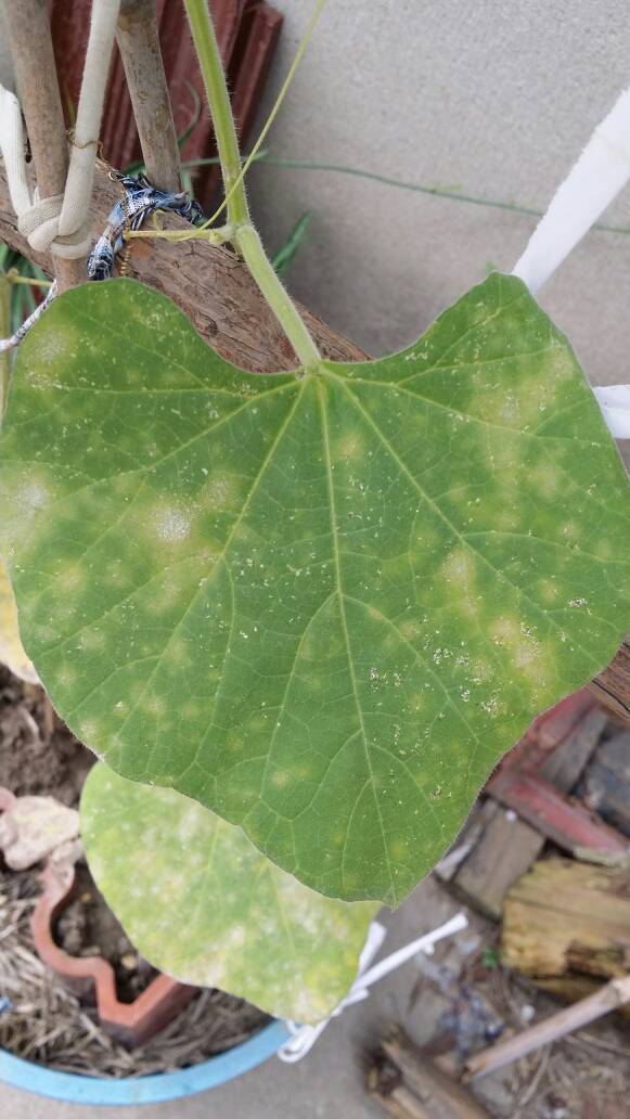 观赏葫芦叶子发黄,有白斑,是怎么回事?怎么解决?