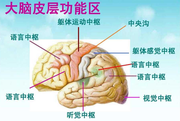 第一躯体运动区的位置以及在大脑皮质投射特点