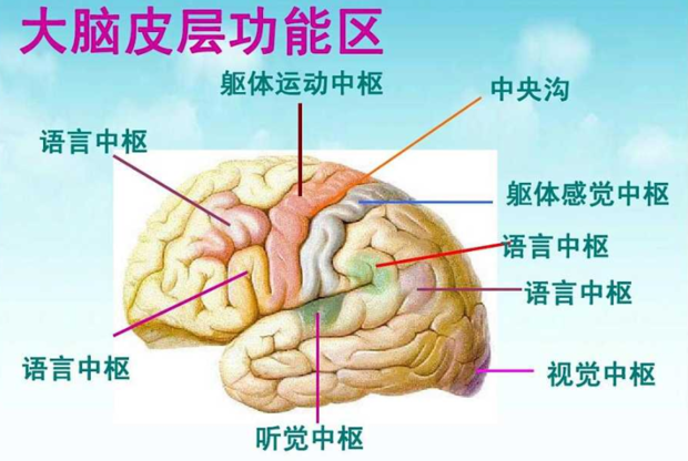 第一軀體運動區的位置以及在大腦皮質投射特點