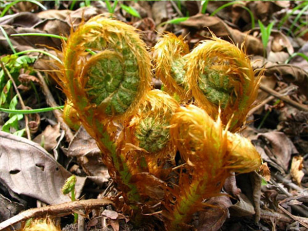 济南南部山区野菜图片