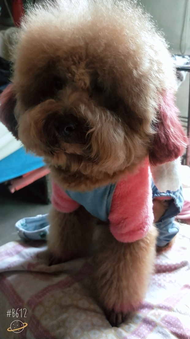 我家狗体长39胸围42脖围28织毛衣要起多少针