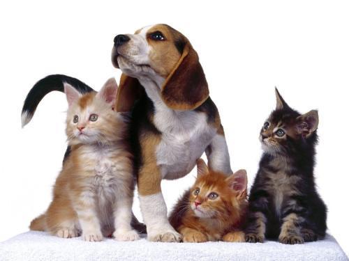 狗和猫谁打架谁更厉害?