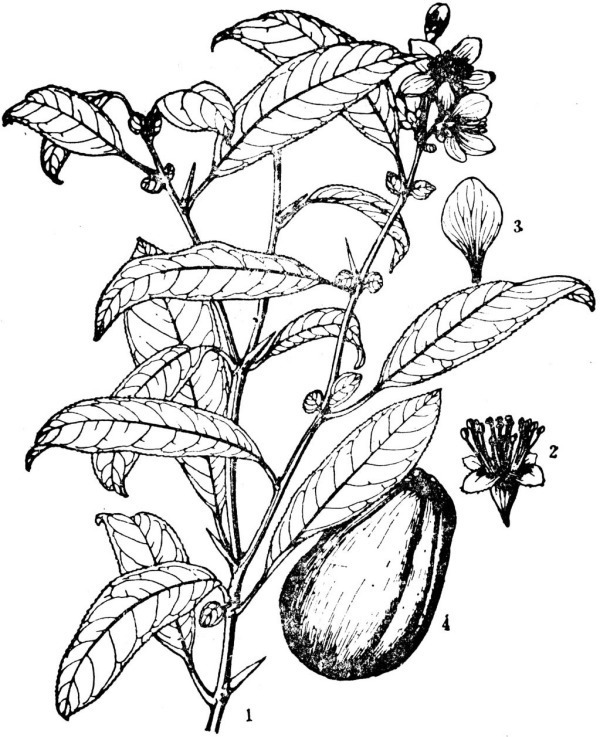 木瓜(皱皮木瓜)有哪些特征?