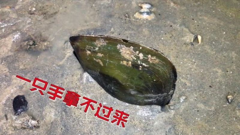 [图]小斗赶海抓螃蟹，拔了10多分钟抓出一只大绿贝，有一斤多重！