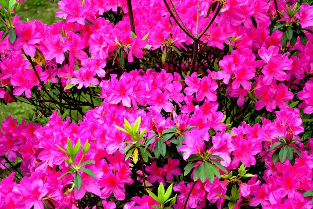 美丽的杜鹃花图片[图1]