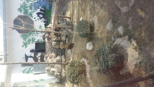 五个月的宝宝可以吃香蕉泥吗