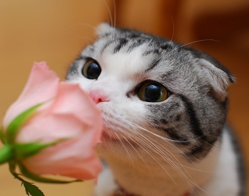 一只猫闻花怎么配图