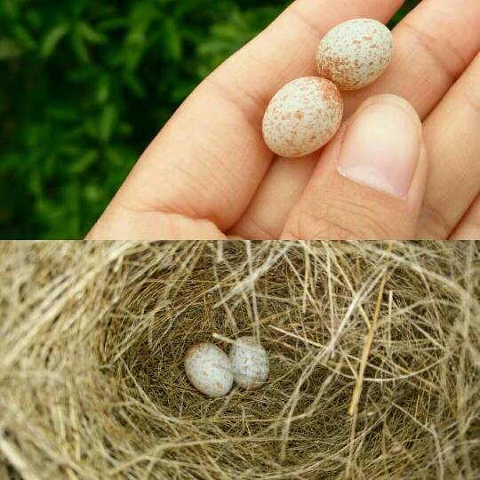 请问一下,这是什么鸟蛋?