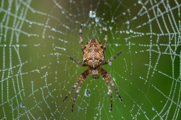有无毒的宠物蜘蛛吗?_360问答