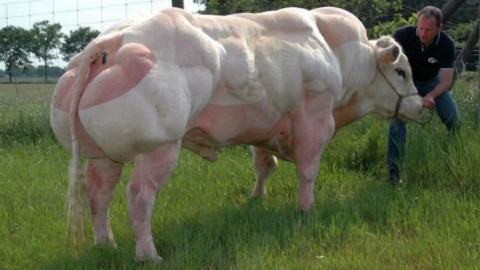 超级 转基因肌肉牛 这身肌肉让人都自愧不如