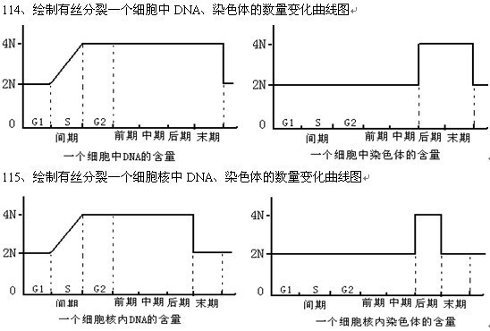 同源染色体折线图图片