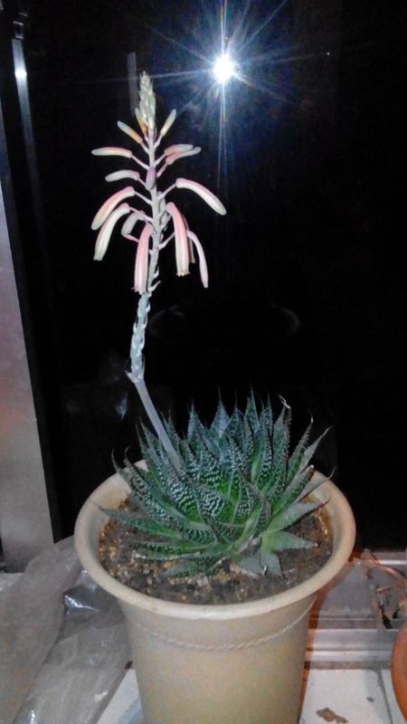 多肉条纹十二卷开花吗