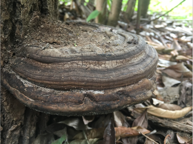 枯树下端长得蘑菇是什么菌类?