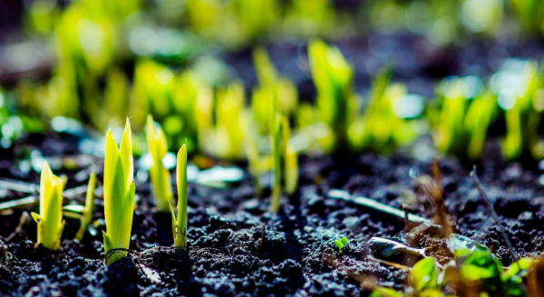 万物复苏的春天为什么自杀率会更高?