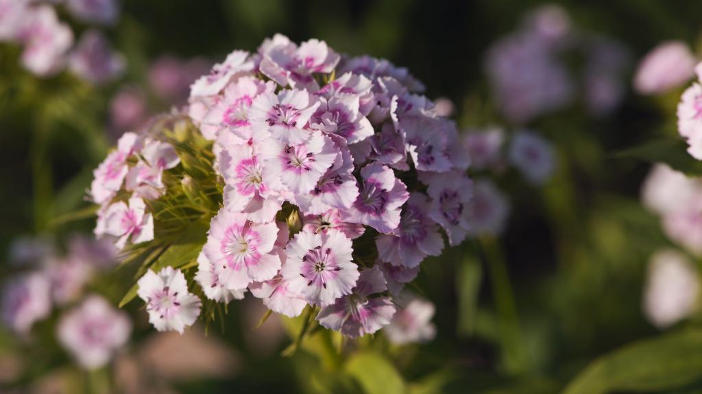 清新石竹花电脑壁纸[图9]