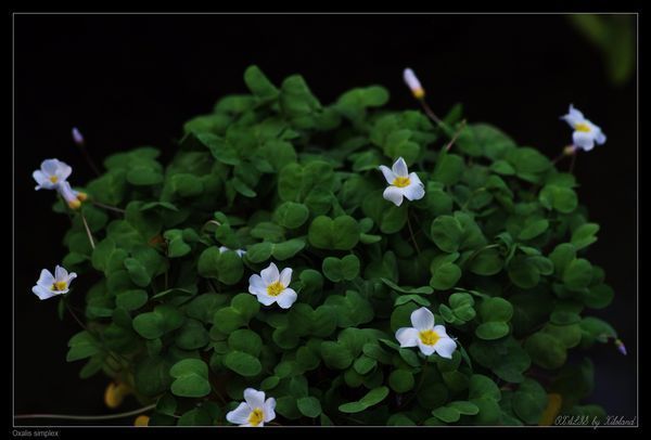 一片心酢浆草长得很慢,怎么办