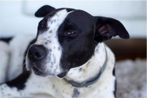 狗狗吃了代可可脂巧克力怎么办,急求