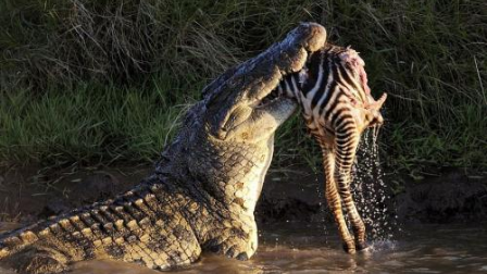 视频: 鳄鱼在岸上遇到 老虎 只有乖乖被吃的份