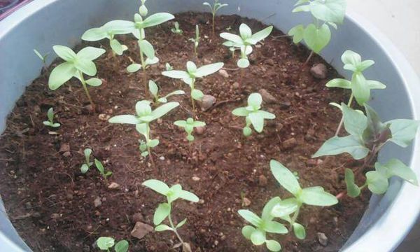 我的百日草长得怎样?听说百日草很容易徒长。