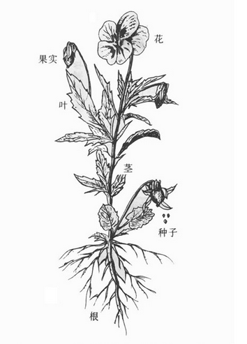 花果實根莖葉的示意圖_360問答