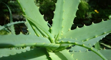 怎样能快速消除被蚊子咬的包?