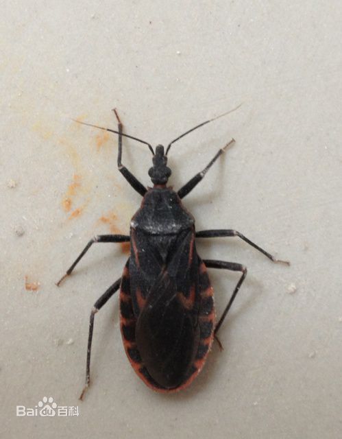 这是锥蝽吗?是传染锥虫病的虫吗?
