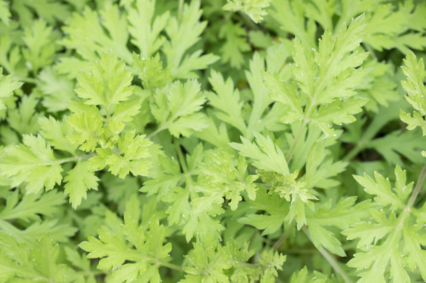 坐月子可以用艾叶洗澡吗