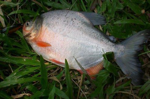 钓红鲳用什么防咬断子线