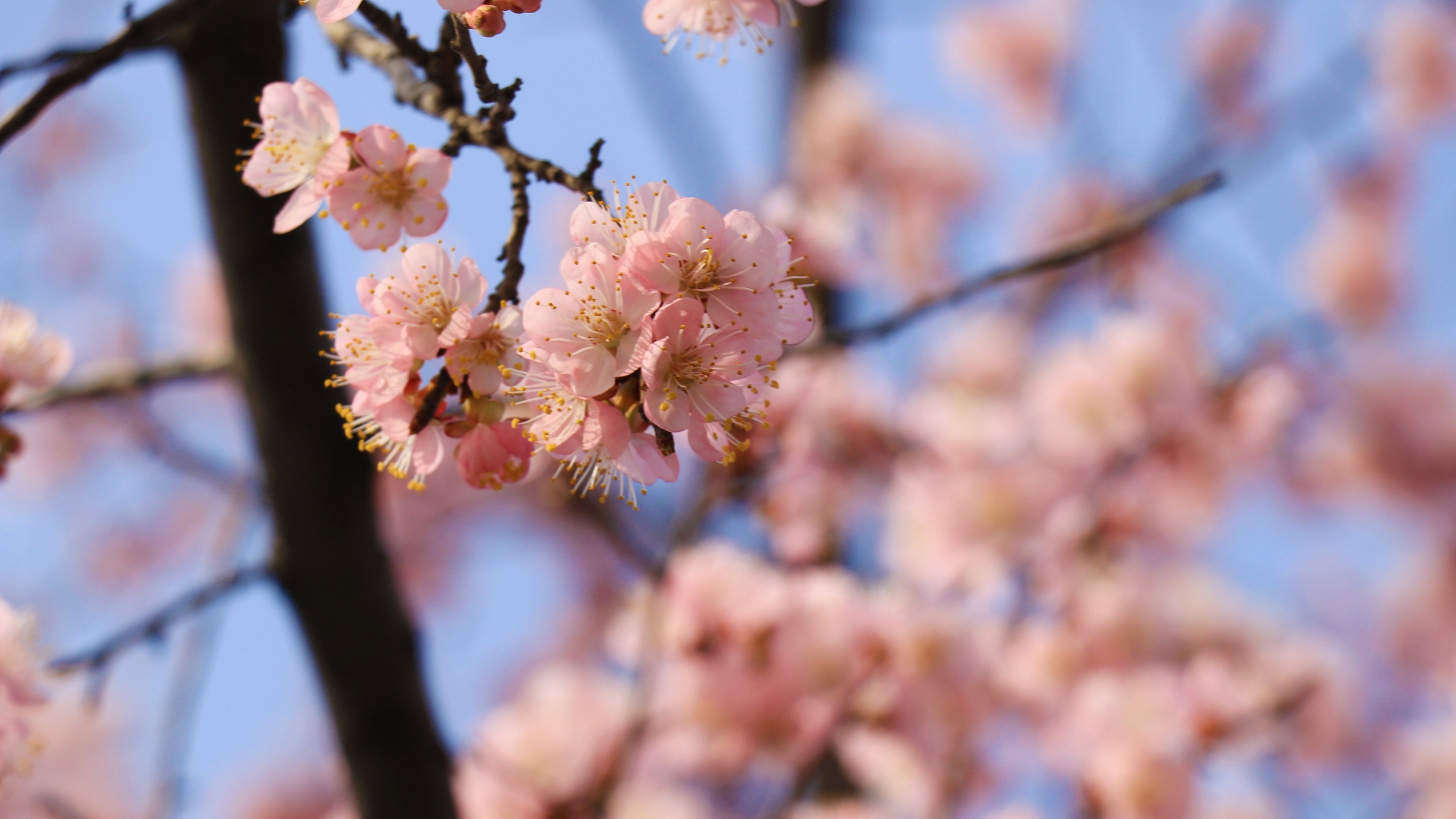 高清桃花花卉桌面壁纸[图6]