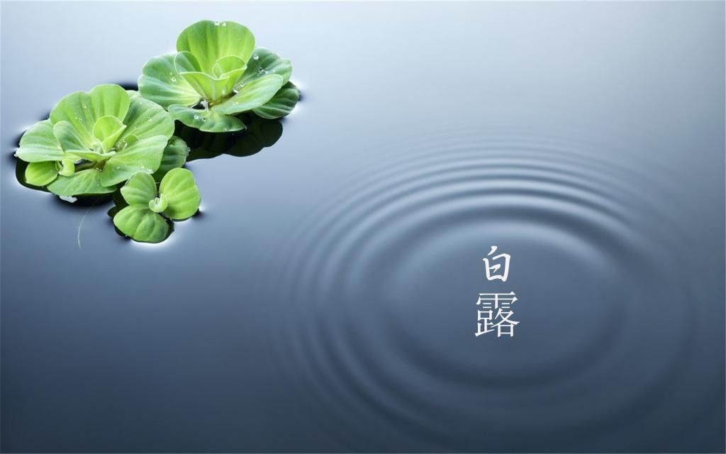 相约白露时节[图7]