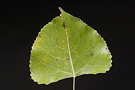 杨树的叶子是什么形状