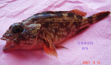 西宫格是一种什么鱼,学名叫什么