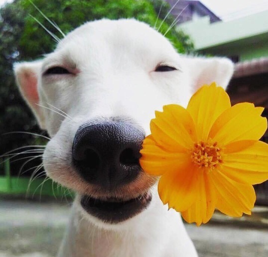 白色狗叼着粉花的照片 就这个的原图