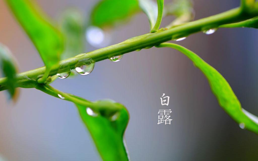 与你的白露节[图7]