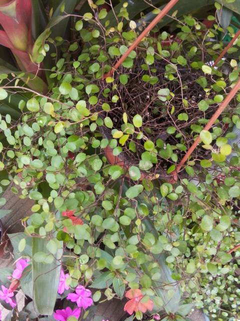 07 千叶吊兰,别名:千叶兰 纽扣藤 铁丝草 电线蓼 中文学名:千叶兰 界