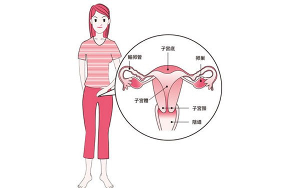 来改善卵巢功能,提高卵巢储备能力,促进卵泡发育和排卵,延缓卵巢早衰