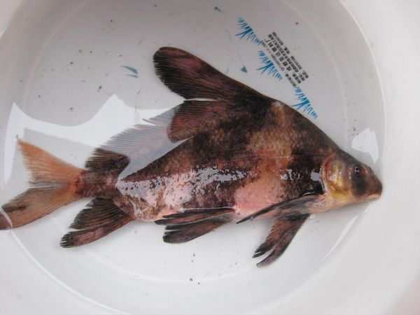淮河里的小燕子鱼是这是什么鱼?什么样