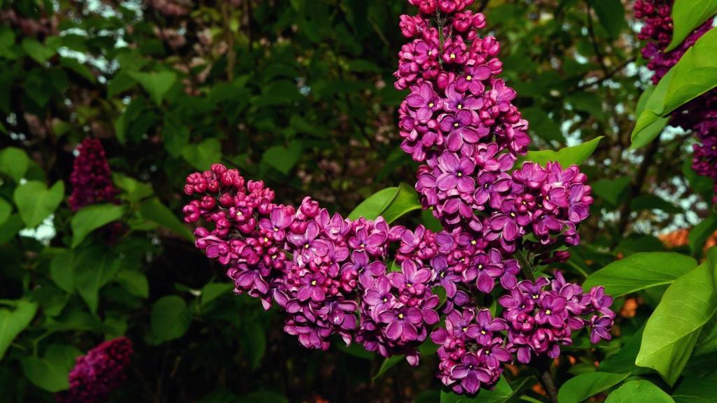 丛生紫丁香花卉电脑壁纸[图5]