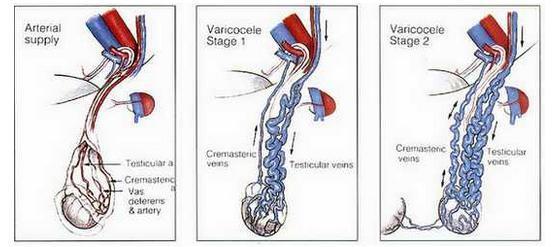 睾丸血供图片
