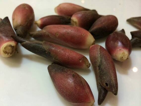 羊角笋吗?哪里有