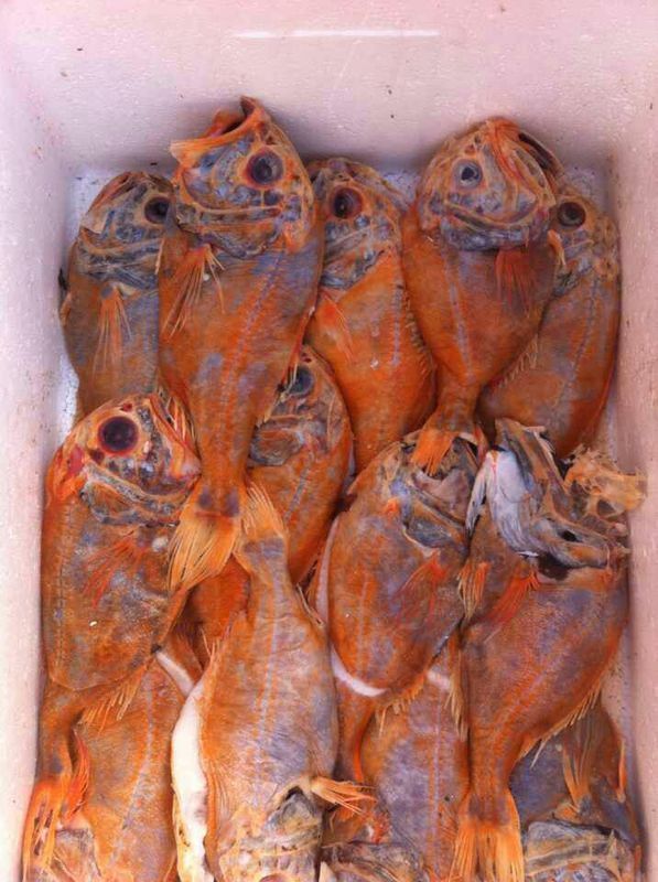 这是什么鱼,谁知道啊