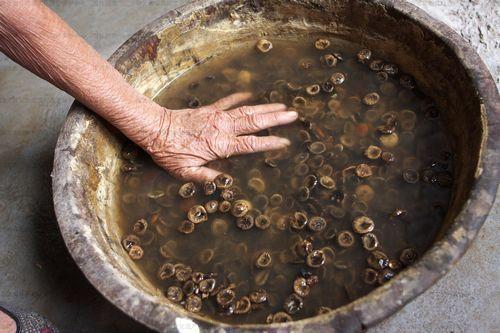 制马钱子的炮制方法