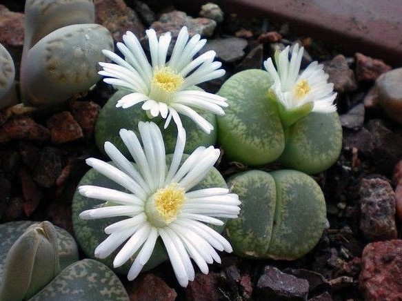 石块植物的样子是什么.