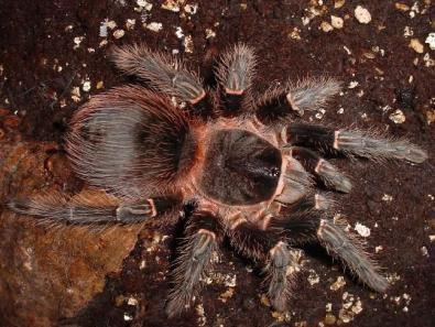 巴西所罗门捕鸟蛛幼体1cm左右怎样饲养?有什么注意点?