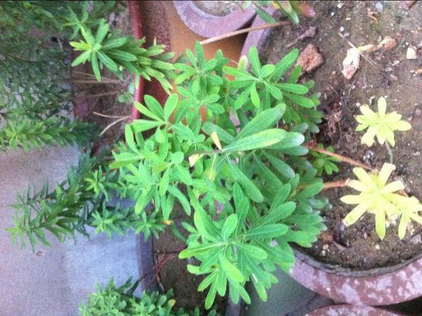 临沂有叫猴子眼草的.有图片.看着不是泽漆.据说是药草可治病