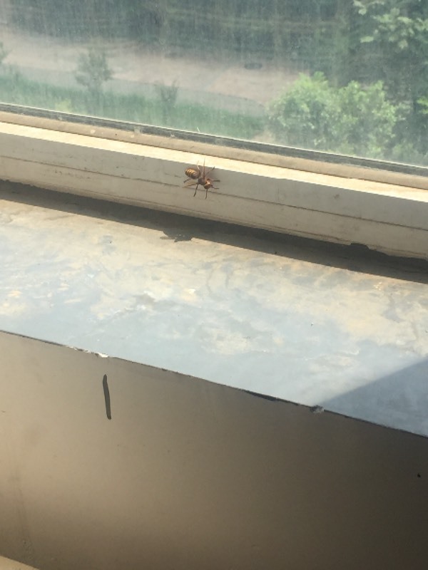 家里进了只挺大的飞虫,腹部黄黑相间,帮忙看看