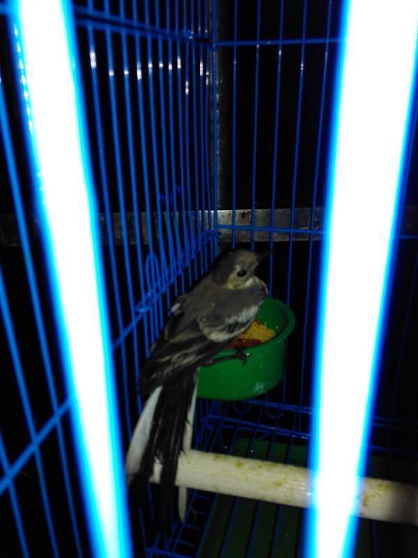 尾巴和翅膀两边有一对白羽毛是什么鸟?和小麻