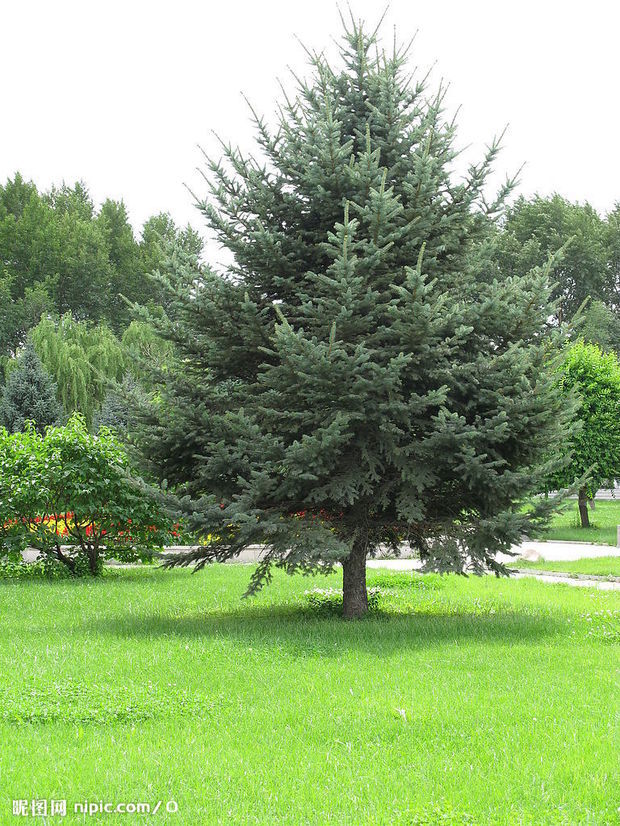 这是什么松树?