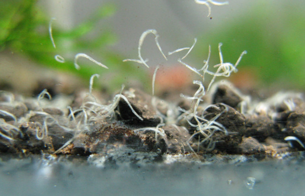 鱼缸蛋白虫治疗:怎样清除鱼缸里的蛋白虫